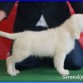 Charlotte ( Serendipity Dog Charlotte)
www.SerendipityDog.es
Cria Responsable y Familiar del Golden Retriever
